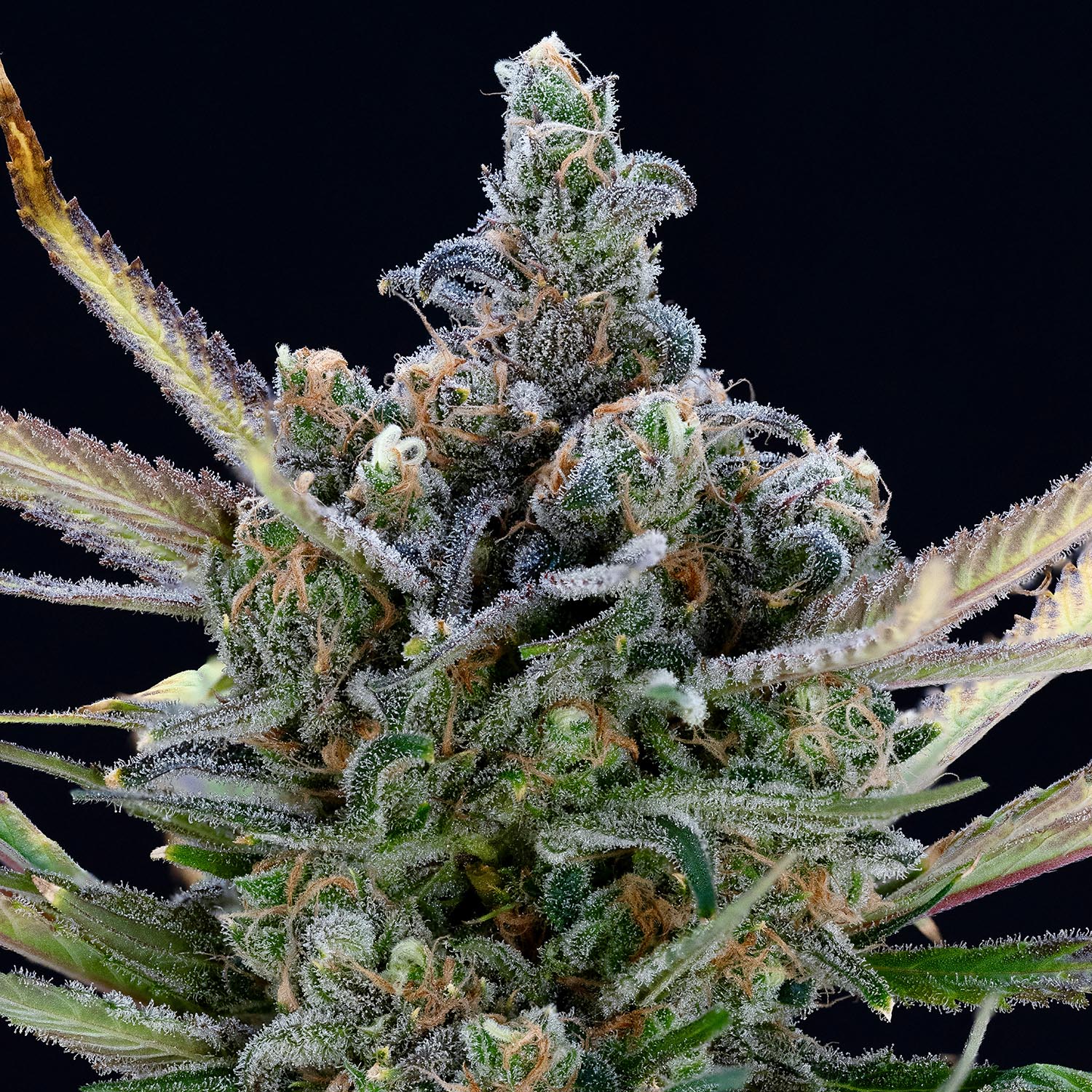 our-strains-Blue-Dream