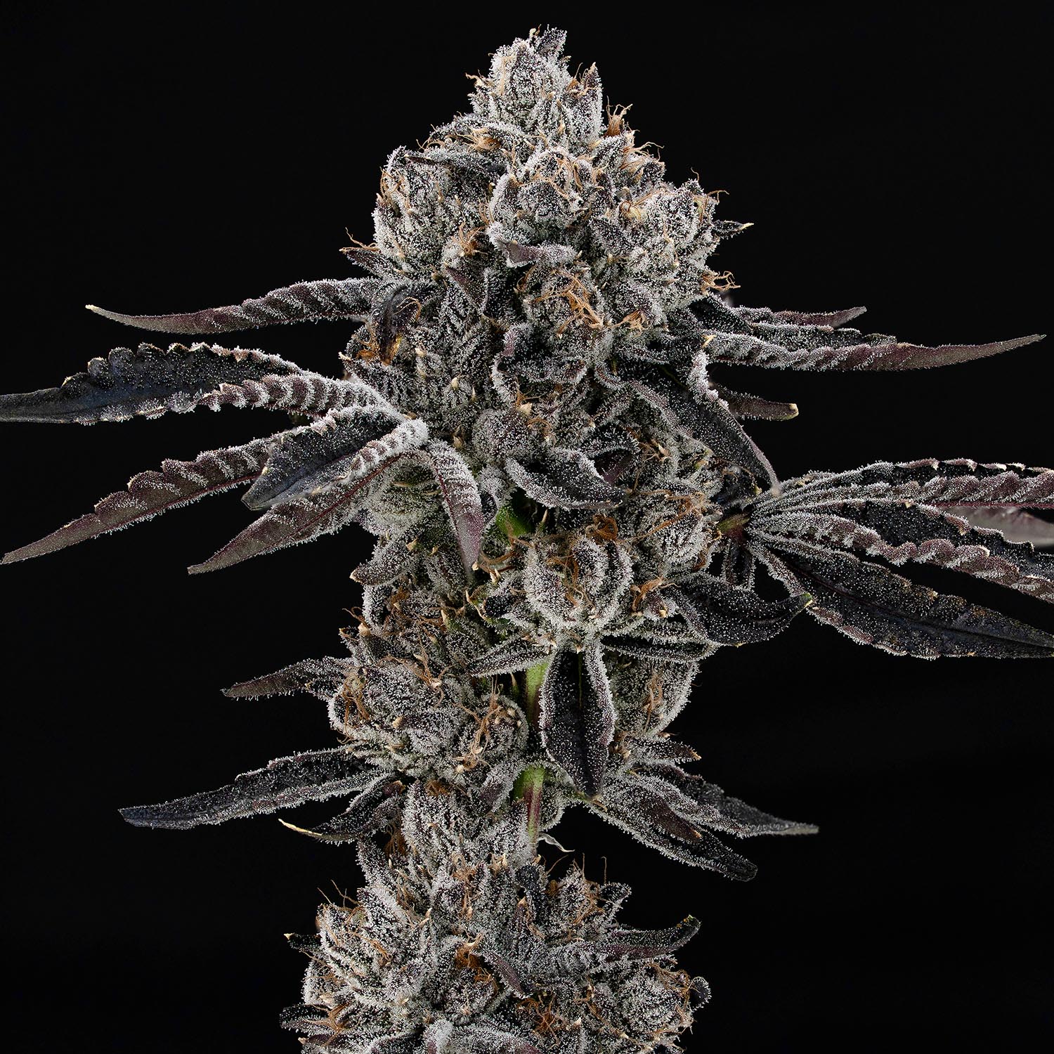 our-strains-Bolo-Runtz