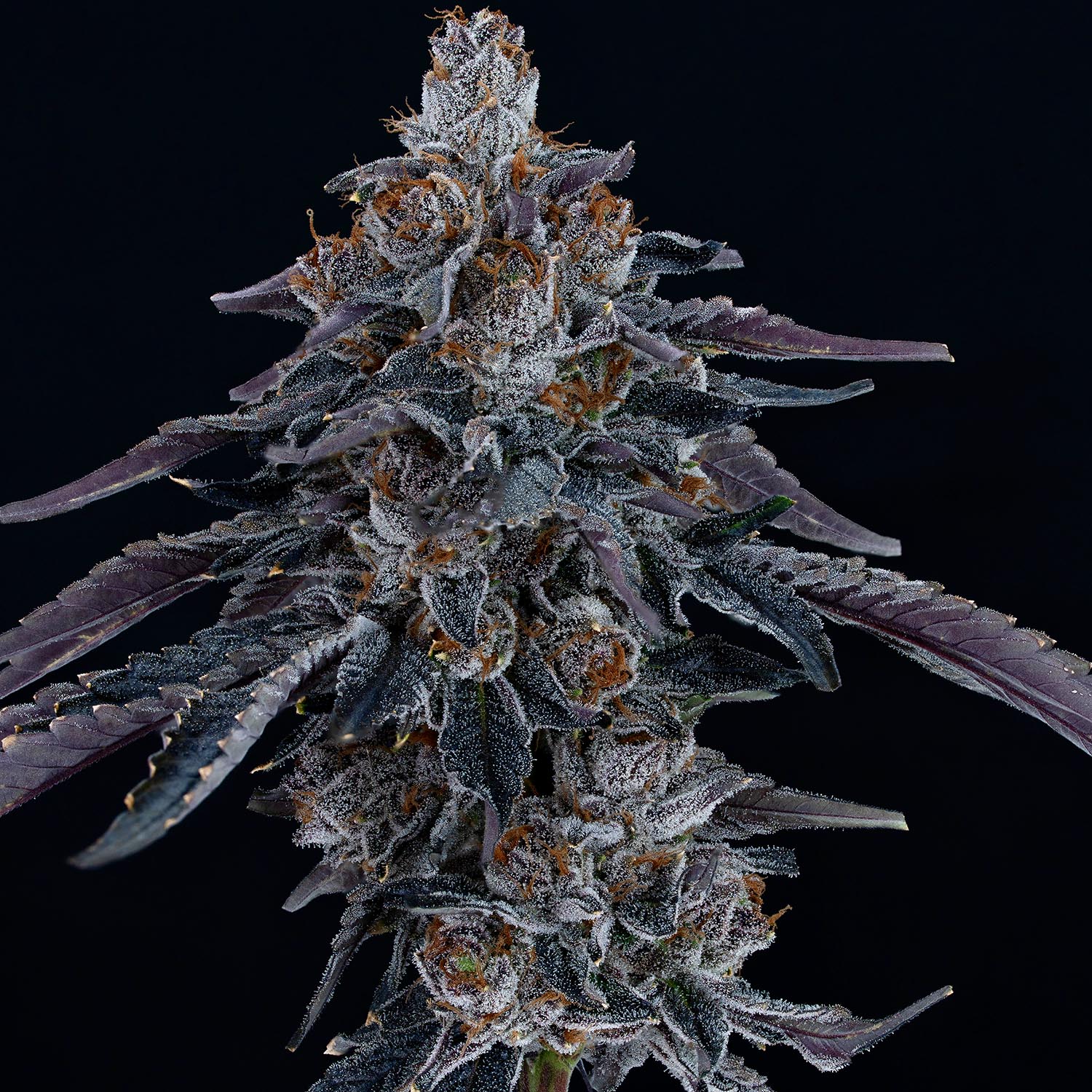 our-strains-Gelonade