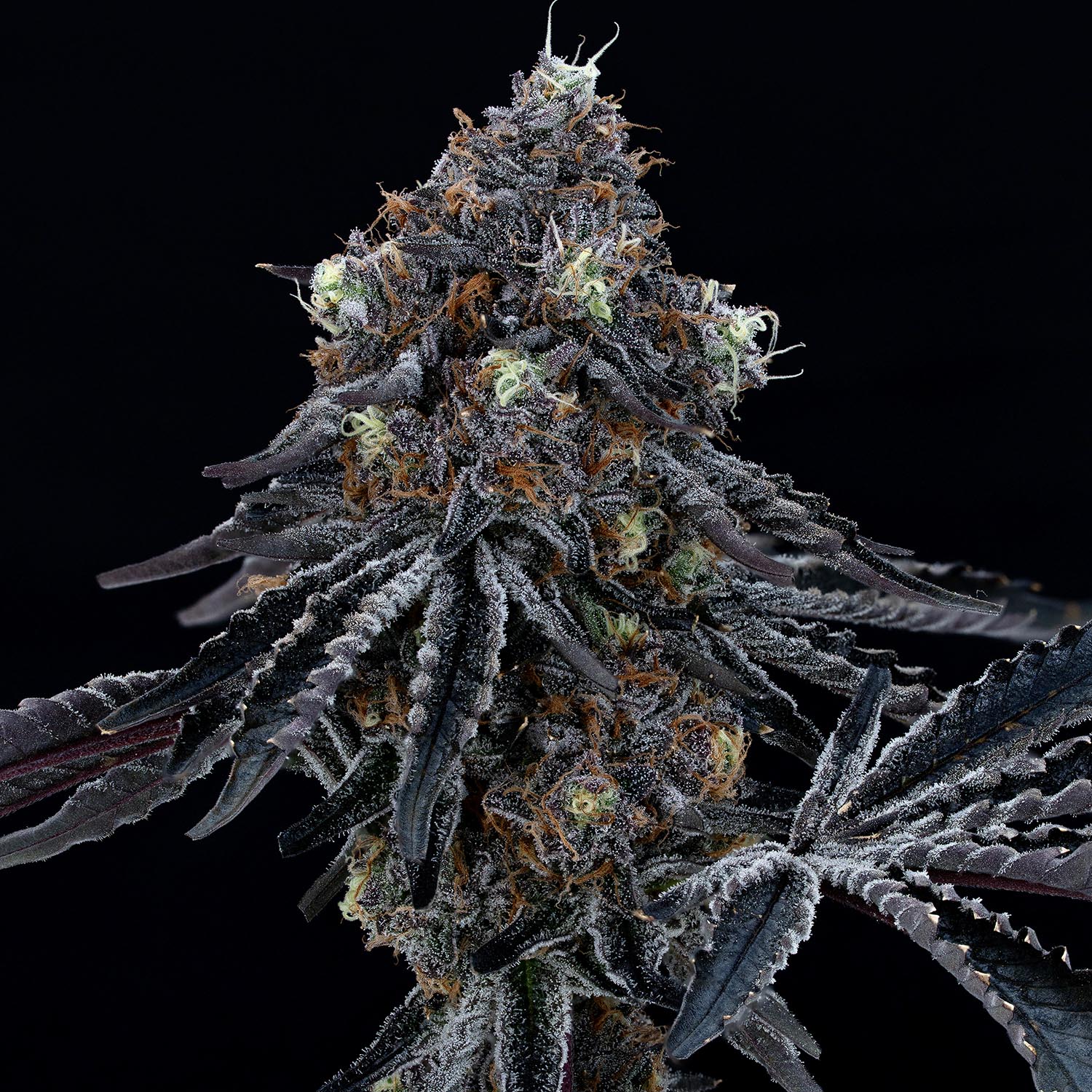 our-strains-RS-11