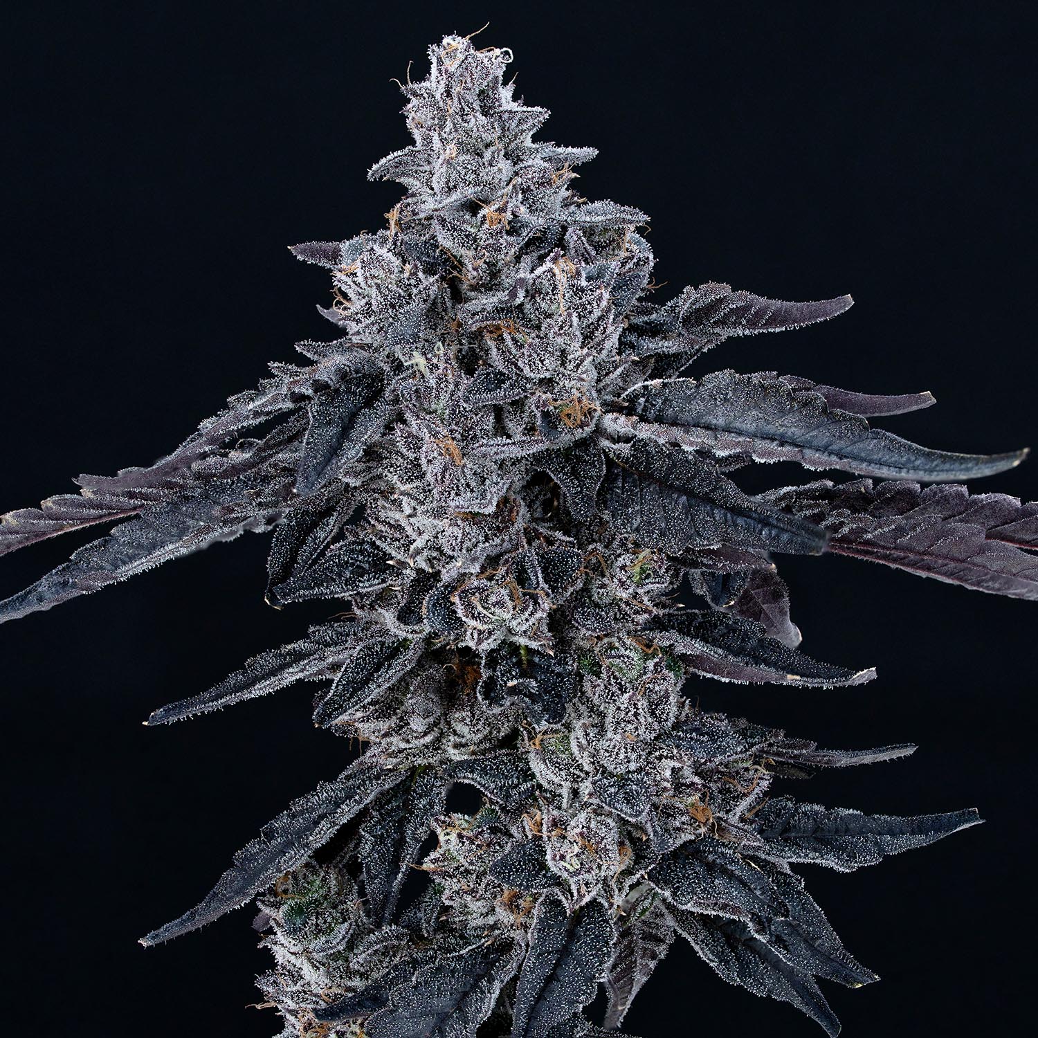 our-strains-Sherb-Cream-Pie