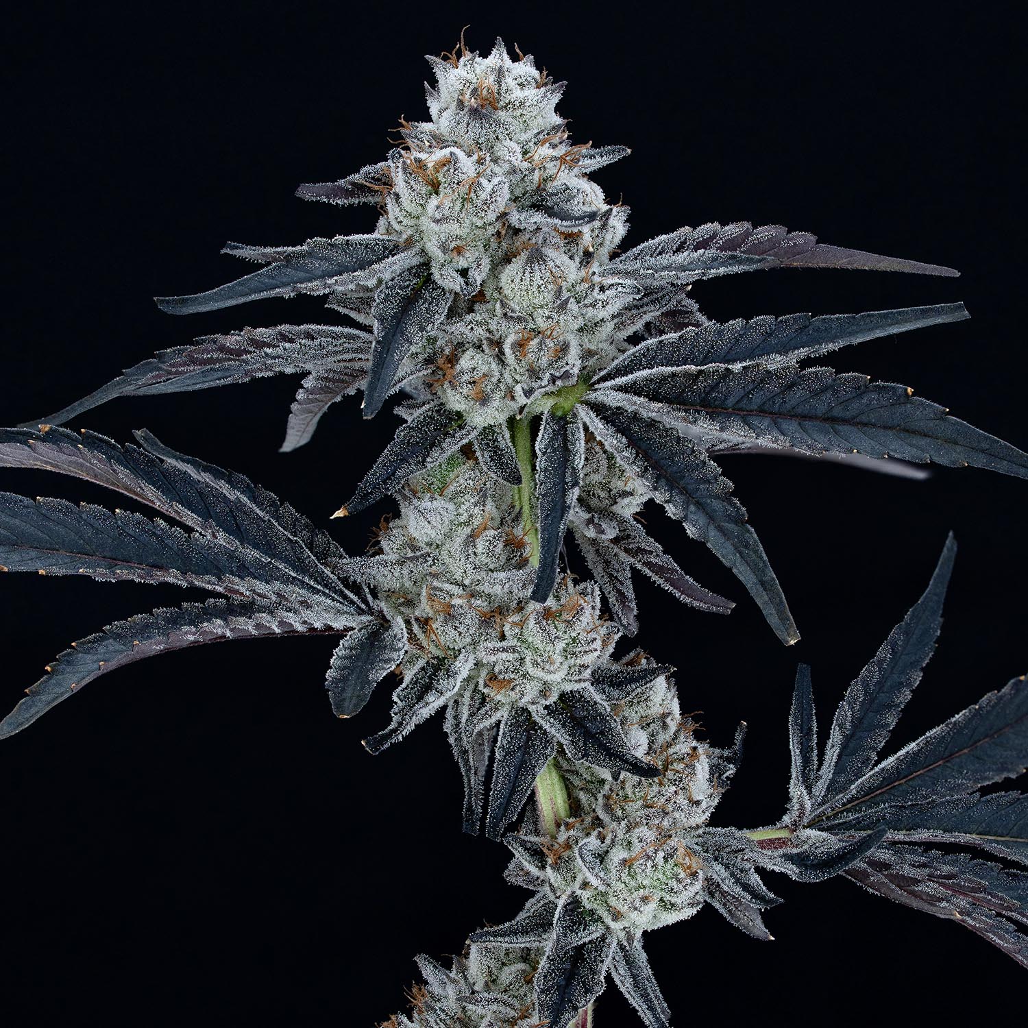 our-strains-Zero-Gravity-copy