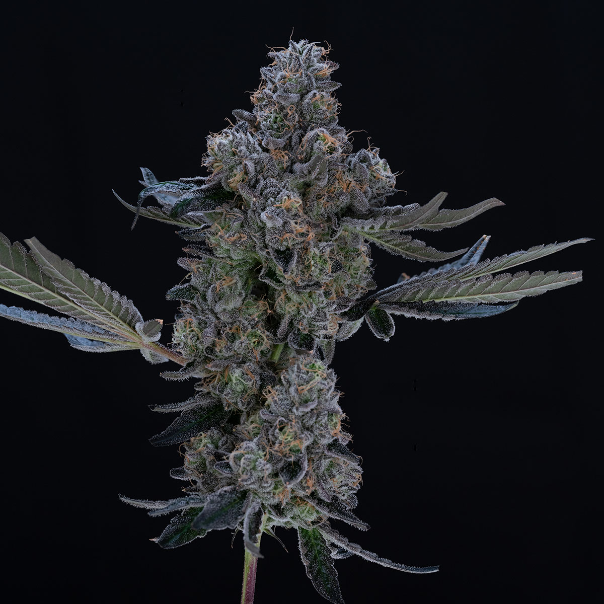 our-strains-black-maple-22