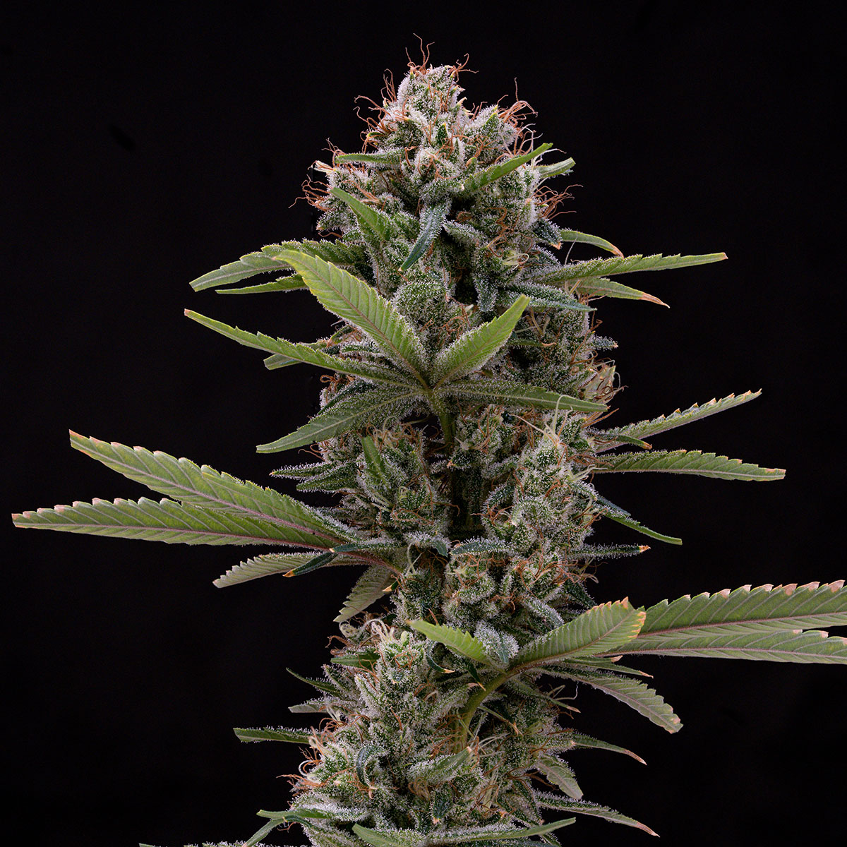 our-strains-cactus