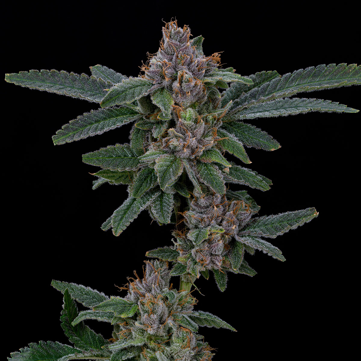 our-strains-cecils-cleaner