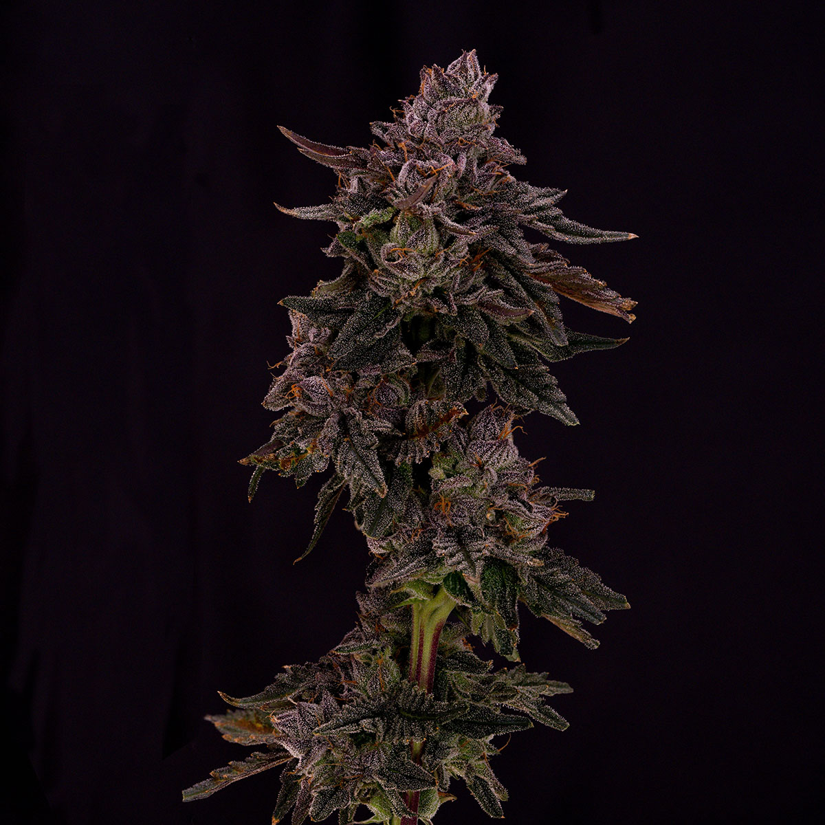 our-strains-cherry-pie