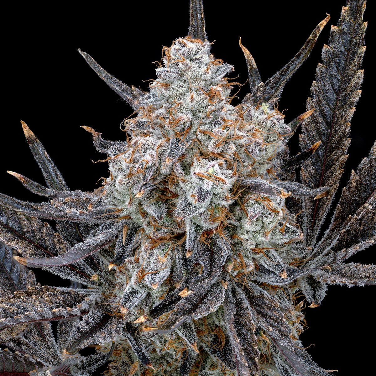 our-strains-dantes-inferno-6