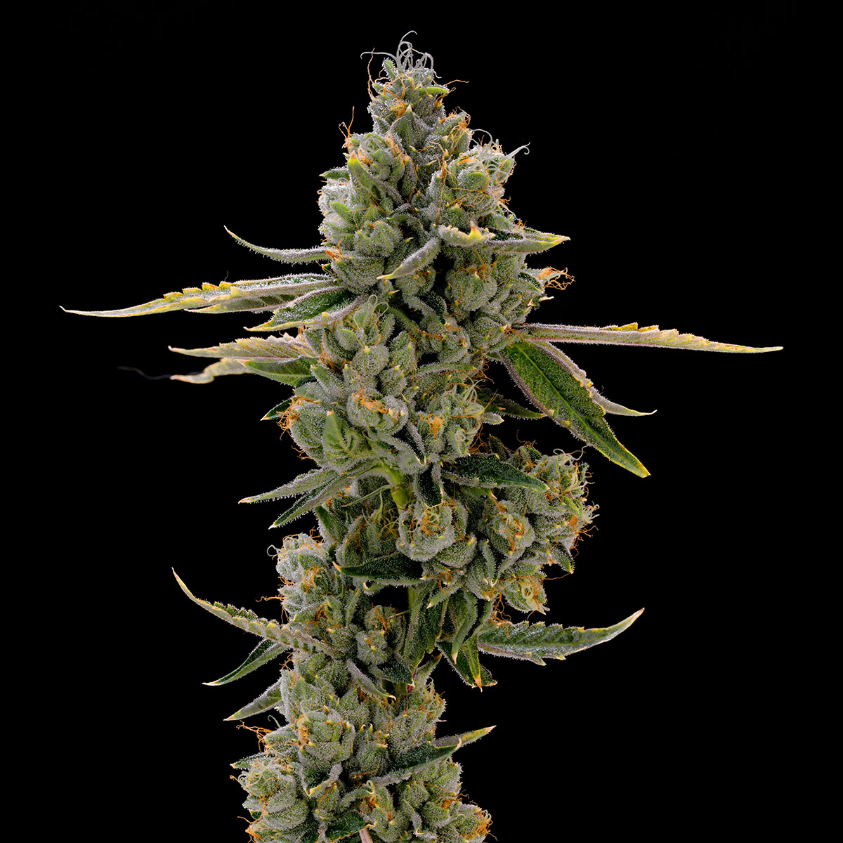 our-strains-malibu-pk