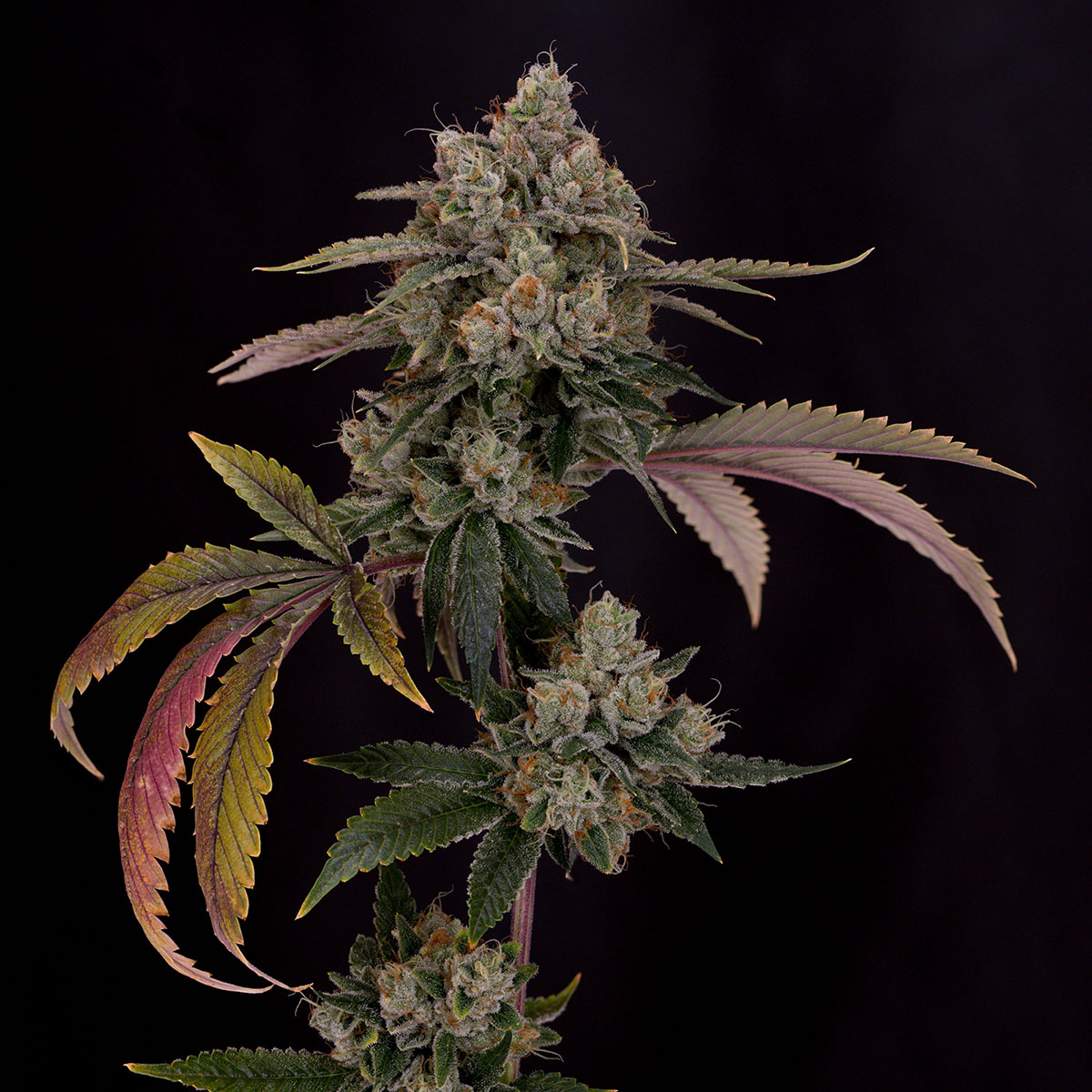 our-strains-motorbreath-15