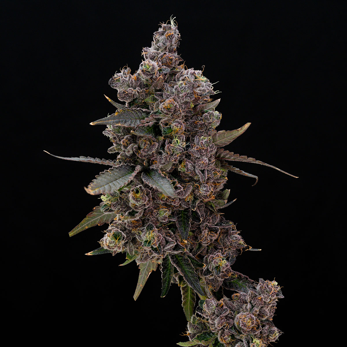 our-strains-sherbanger