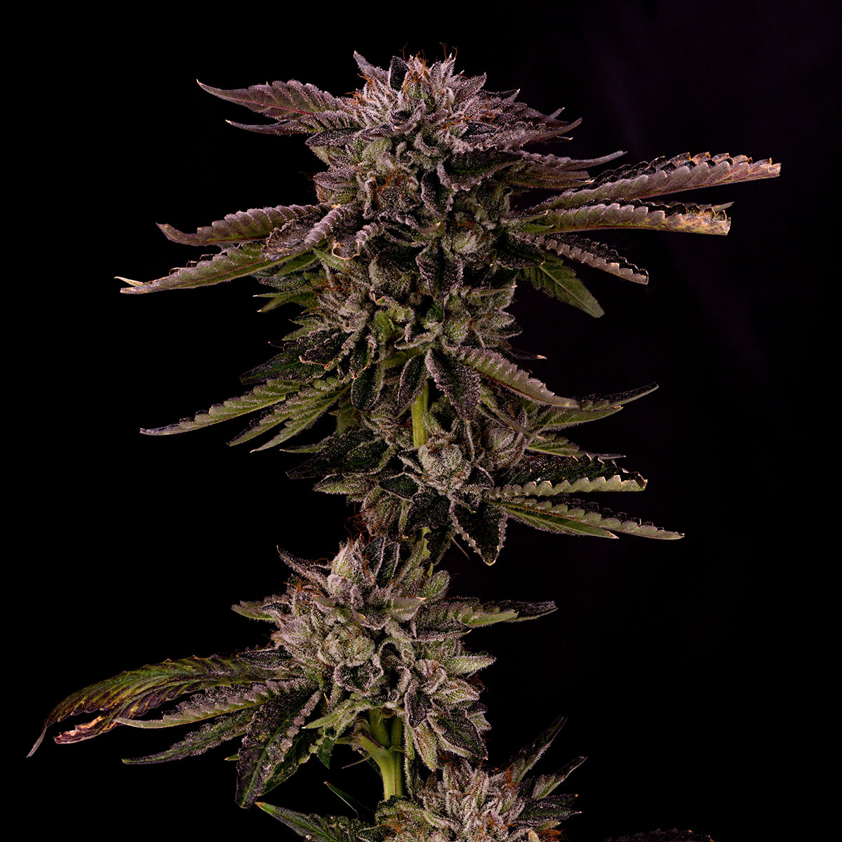 our-strains-so-cal-master-kush