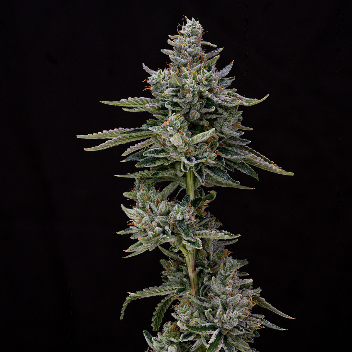 our-strains-sour-dubble