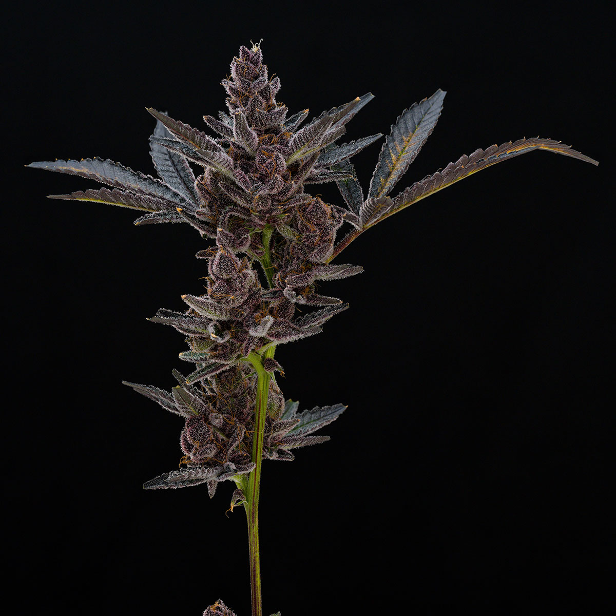 our-strains-trop-cookies