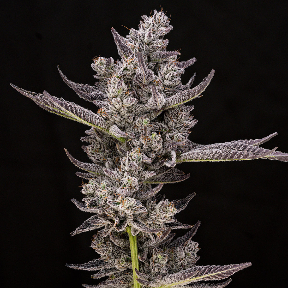 our-strains-white-truffle