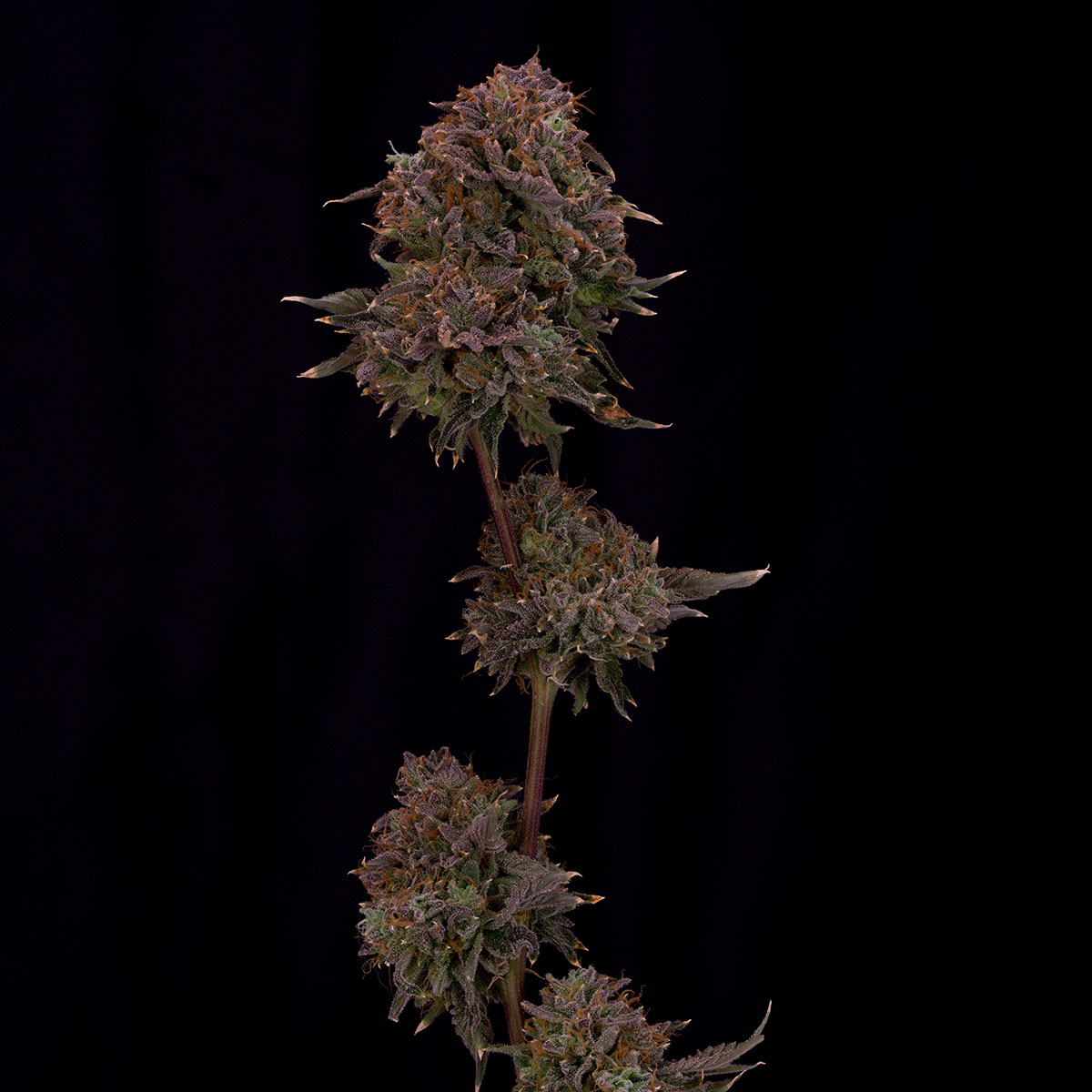 our-strains-zkittles