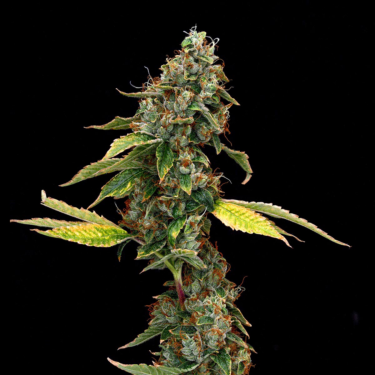 our-strains-ajs-sour